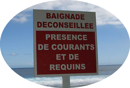 requins